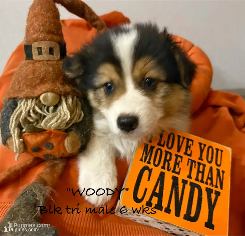 WOODY – Australian Shepherd puppy for sale in Sanford, FL
