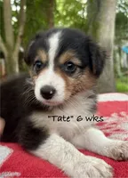 Tate, a male Australian Shepherd for sale in Sanford, FL – 6 of 10