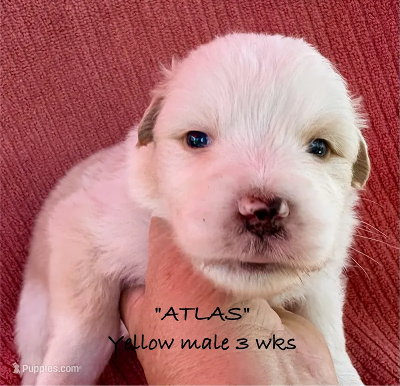 ATLAS – Australian Shepherd puppy for sale in Sanford, FL