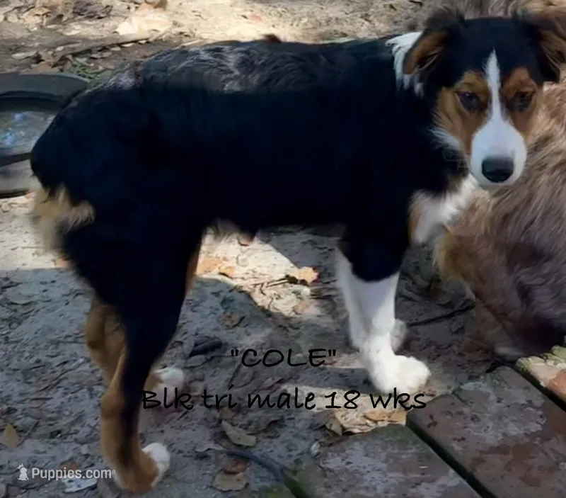 Cole – Australian Shepherd puppy for sale in Sanford, FL