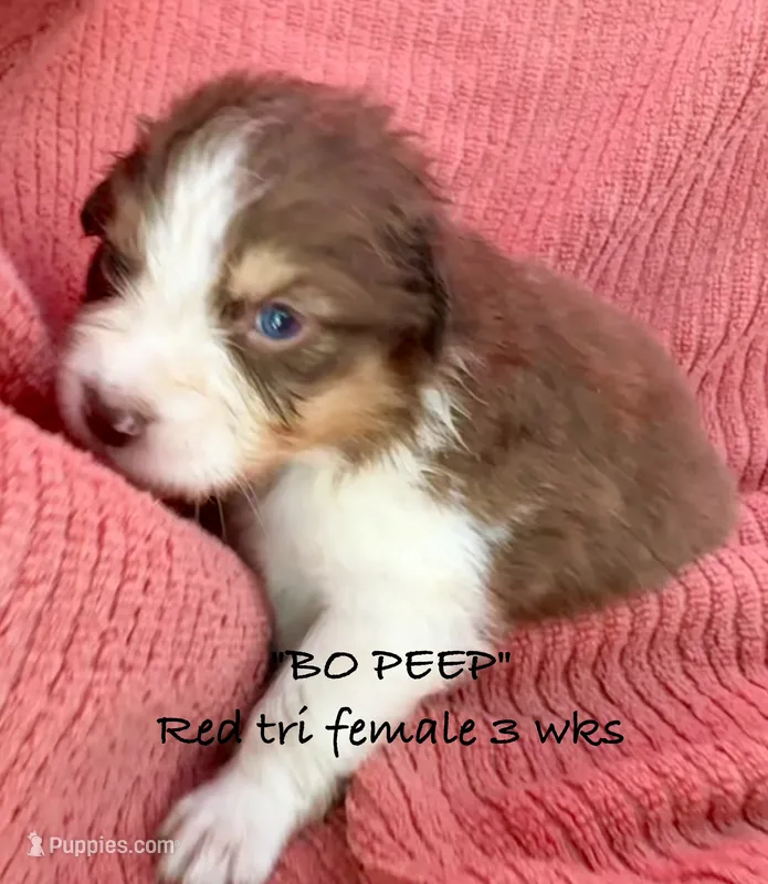 BO PEEP – Australian Shepherd puppy for sale in Sanford, FL
