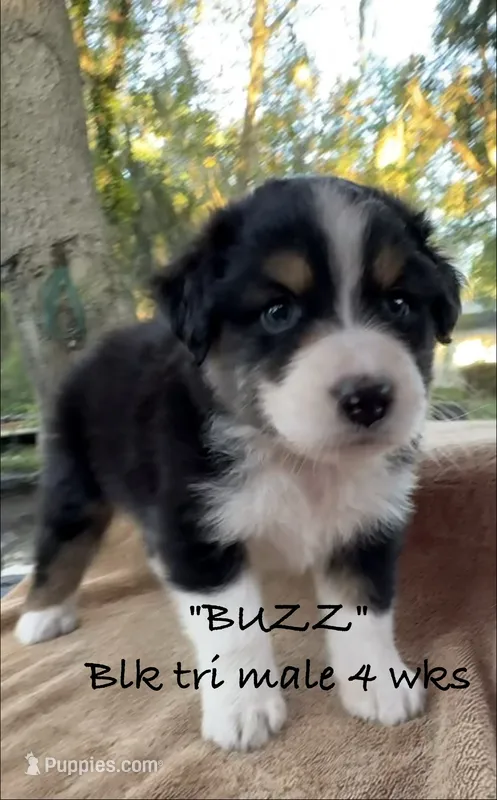 BUZZ – Australian Shepherd puppy for sale in Sanford, FL
