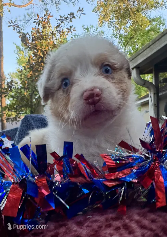 RIPP – Australian Shepherd puppy for sale in Sanford, FL