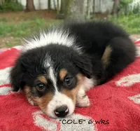 Cole, a male Australian Shepherd for sale in Sanford, FL – 6 of 10