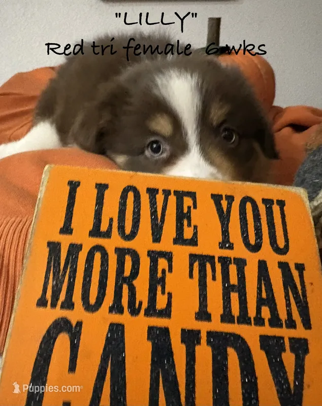 LILLY – Australian Shepherd puppy for sale in Sanford, FL