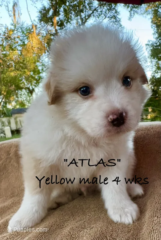 ATLAS – Australian Shepherd puppy for sale in Sanford, FL