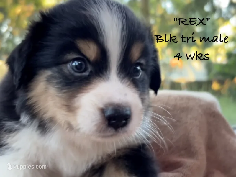 REX – Australian Shepherd puppy for sale in Sanford, FL