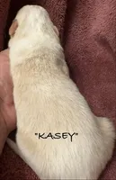 KASEY, a male Australian Shepherd for sale in Sanford, FL – 2 of 4