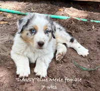 Daisy, a female Australian Shepherd for sale in Sanford, FL – Photo 1 of 7