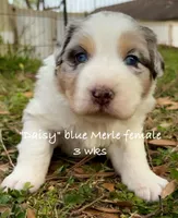 Daisy, a female Australian Shepherd for sale in Sanford, FL – Photo 7 of 7