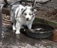 Daisy, a female Australian Shepherd for sale in Sanford, FL – Photo 3 of 7