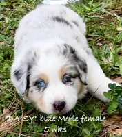 Daisy, a female Australian Shepherd for sale in Sanford, FL – Photo 5 of 7