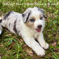 Daisy, a female Australian Shepherd for sale in Sanford, FL – Photo 4 of 7