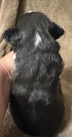 BUZZ, a male Australian Shepherd for sale in Sanford, FL – 2 of 2