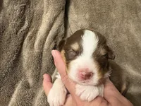LILLY, a female Australian Shepherd for sale in Sanford, FL – 3 of 3
