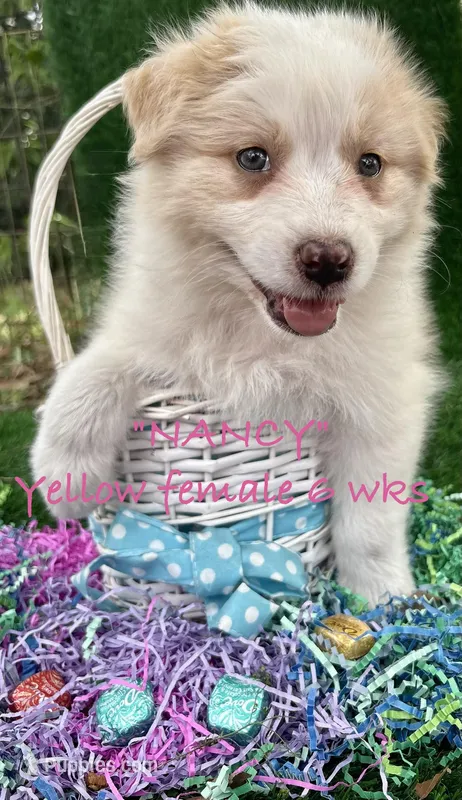 Nancy – Australian Shepherd puppy for sale in Sanford, FL