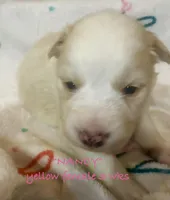 Nancy, a female Australian Shepherd for sale in Sanford, FL – Photo 6 of 10