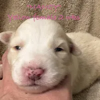 Nancy, a female Australian Shepherd for sale in Sanford, FL – Photo 8 of 10