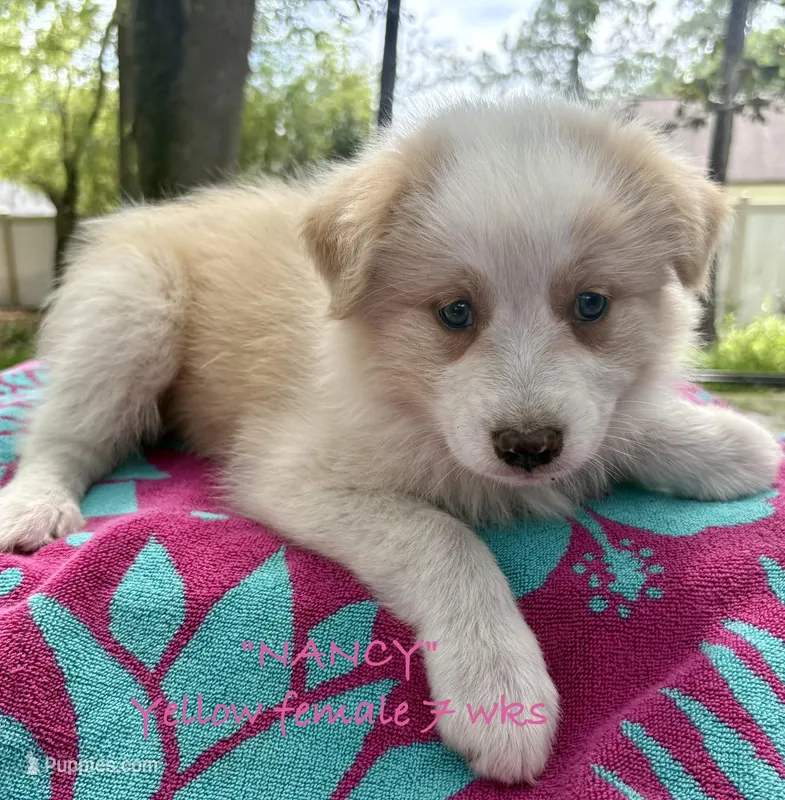 Nancy – Australian Shepherd puppy for sale in Sanford, FL