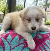 Nancy, a female Australian Shepherd for sale in Sanford, FL – 3 of 10