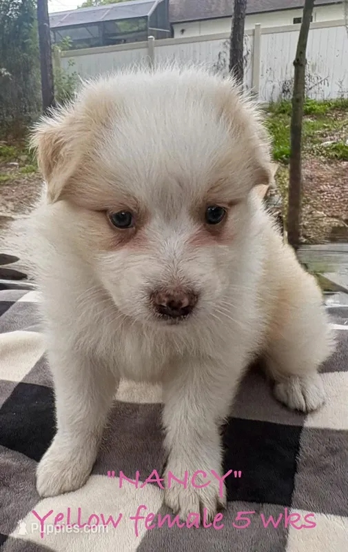 Nancy – Australian Shepherd puppy for sale in Sanford, FL