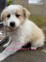Nancy, a female Australian Shepherd for sale in Sanford, FL – 2 of 10