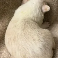 Nancy, a female Australian Shepherd for sale in Sanford, FL – Photo 10 of 10