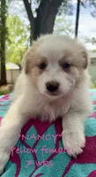 Nancy, a female Australian Shepherd for sale in Sanford, FL – 4 of 10