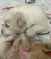 Nancy, a female Australian Shepherd for sale in Sanford, FL – Photo 7 of 10