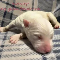 Nancy, a female Australian Shepherd for sale in Sanford, FL – Photo 9 of 10