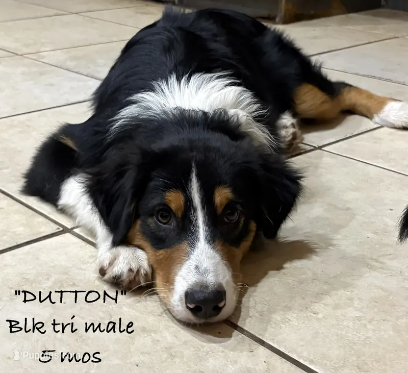 Dutton – Australian Shepherd puppy for sale in Sanford, FL
