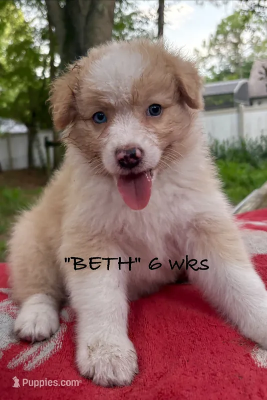 BETH – Australian Shepherd puppy for sale in Sanford, FL