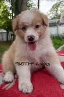 BETH, a female Australian Shepherd for sale in Sanford, FL – 5 of 10