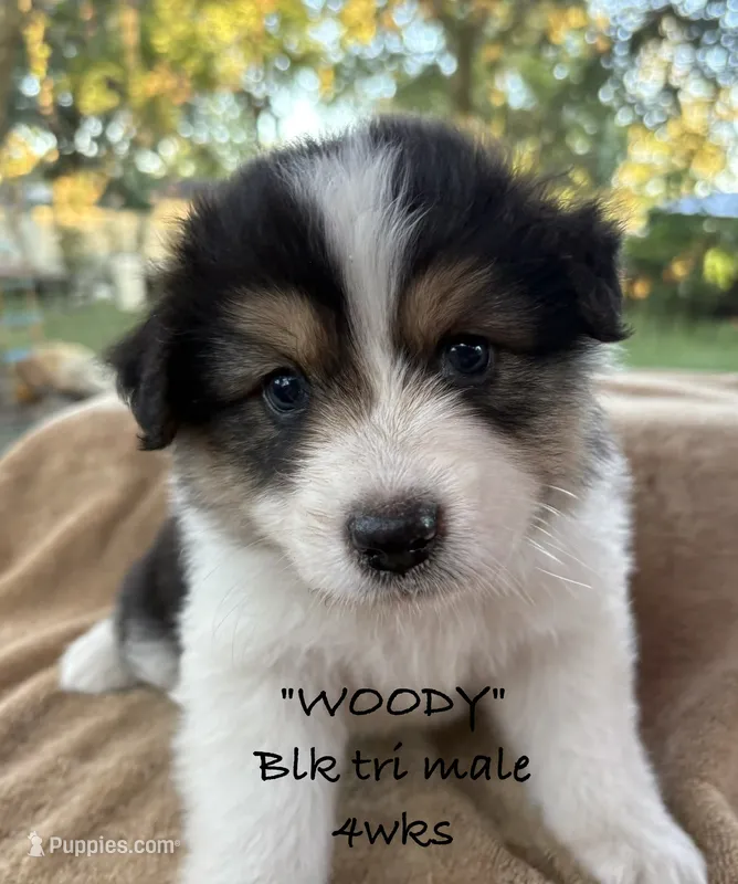 WOODY – Australian Shepherd puppy for sale in Sanford, FL