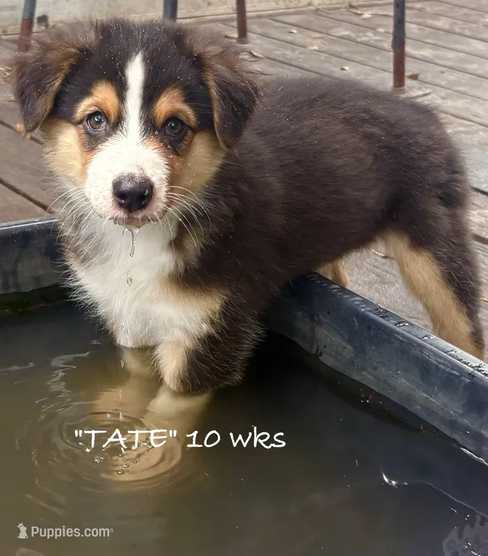 Tate – Australian Shepherd puppy for sale in Sanford, FL