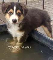 Tate, a male Australian Shepherd for sale in Sanford, FL – 1 of 10