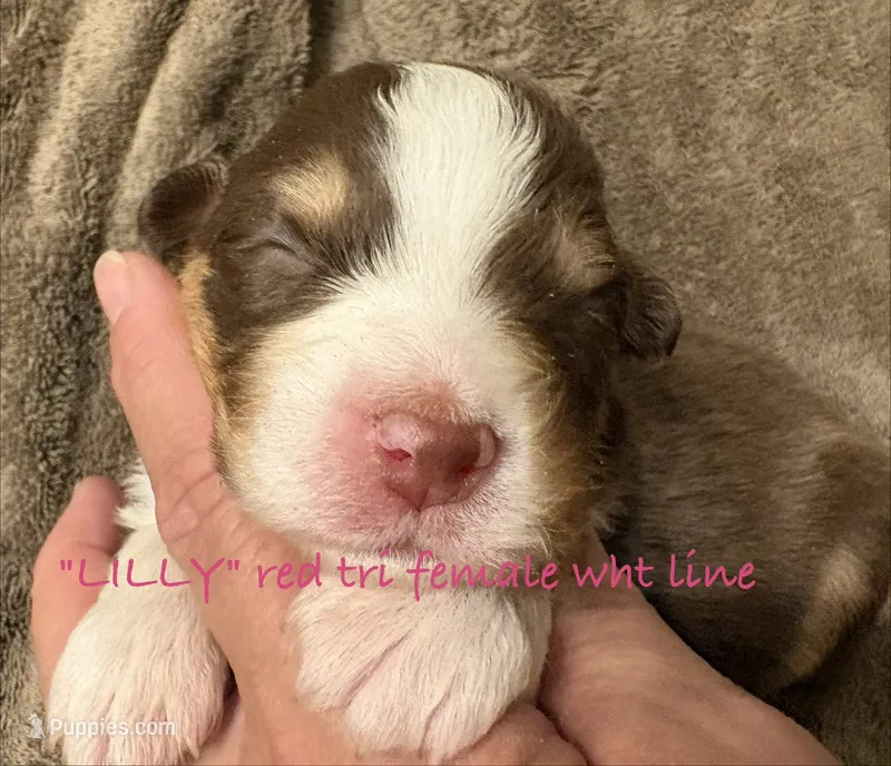 LILLY – Australian Shepherd puppy for sale in Sanford, FL