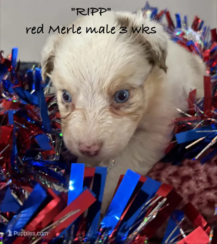 RIPP – Australian Shepherd puppy for sale in Sanford, FL