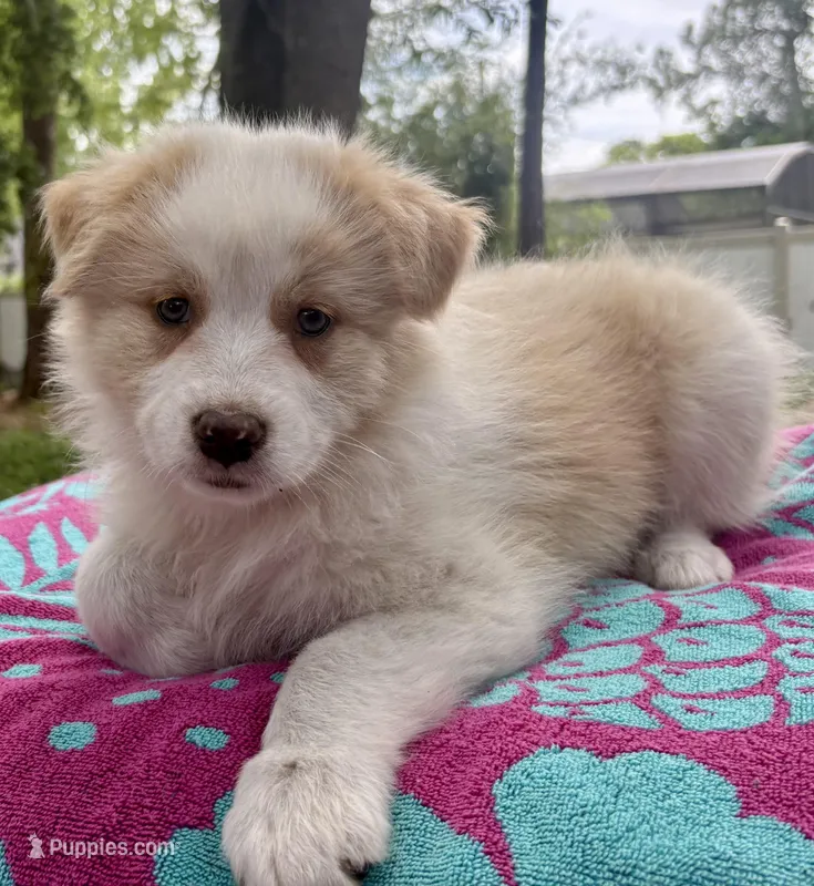 Jackie – Australian Shepherd puppy for sale in Sanford, FL