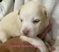 Jackie, a female Australian Shepherd for sale in Sanford, FL – Photo 7 of 10