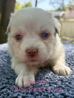 Jackie, a female Australian Shepherd for sale in Sanford, FL – Photo 4 of 10