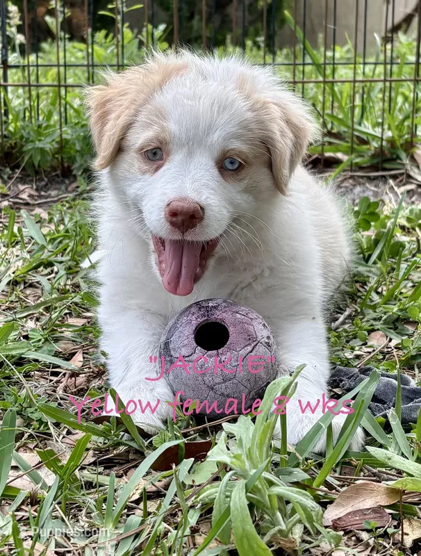 Jackie – Australian Shepherd puppy for sale in Sanford, FL