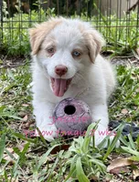 Jackie, a female Australian Shepherd for sale in Sanford, FL – 2 of 8