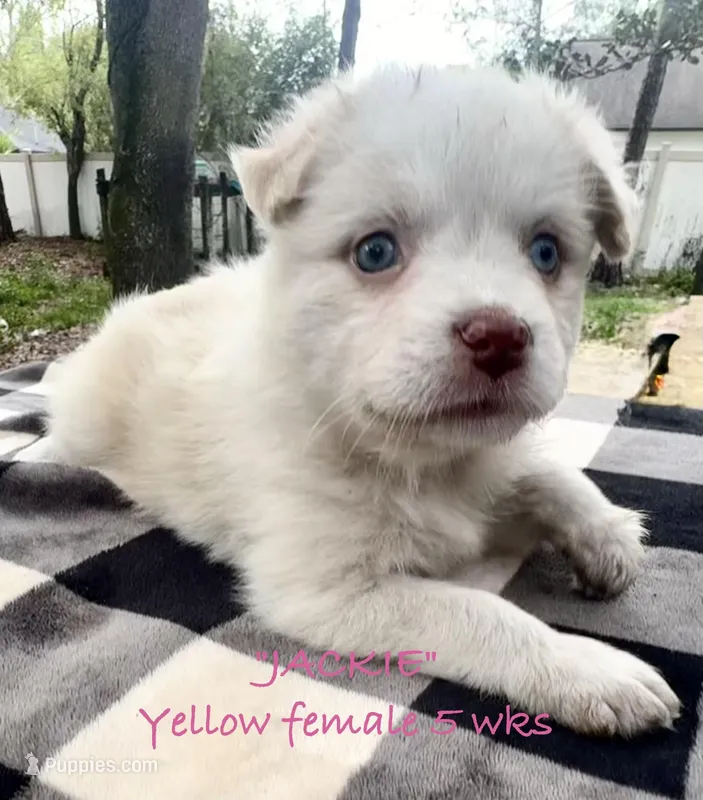 Jackie – Australian Shepherd puppy for sale in Sanford, FL