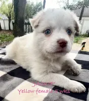 Jackie, a female Australian Shepherd for sale in Sanford, FL – Photo 3 of 10