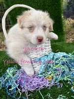 Jackie, a female Australian Shepherd for sale in Sanford, FL – Photo 2 of 10