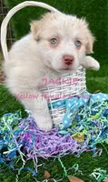 Jackie, a female Australian Shepherd for sale in Sanford, FL – Photo 1 of 10