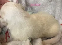 Jackie, a female Australian Shepherd for sale in Sanford, FL – Photo 8 of 10