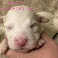 Jackie, a female Australian Shepherd for sale in Sanford, FL – Photo 9 of 10