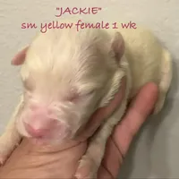 Jackie, a female Australian Shepherd for sale in Sanford, FL – Photo 10 of 10